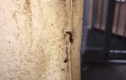 duchy pest control
