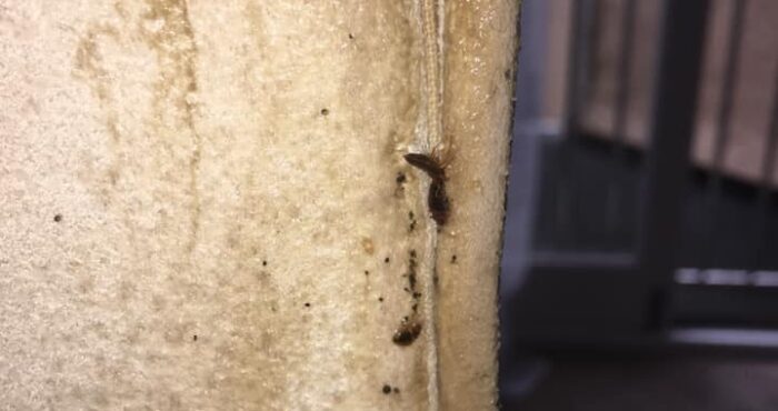 duchy pest control