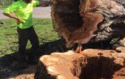 lafrowda tree services