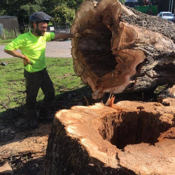 lafrowda tree services