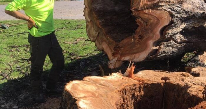 lafrowda tree services